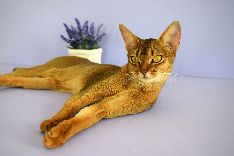 Фото абиссинсккой кошки «Вишни» дикого окраса из питомника «Зефир»