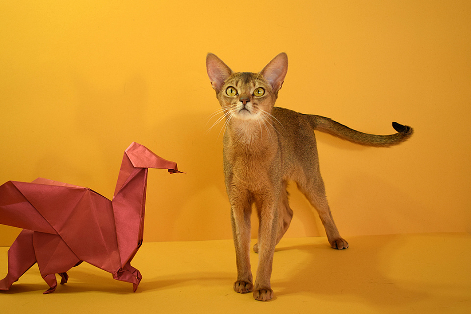Фото абиссинсккой кошки «Асоки» дикого окраса из питомника «Зефир»