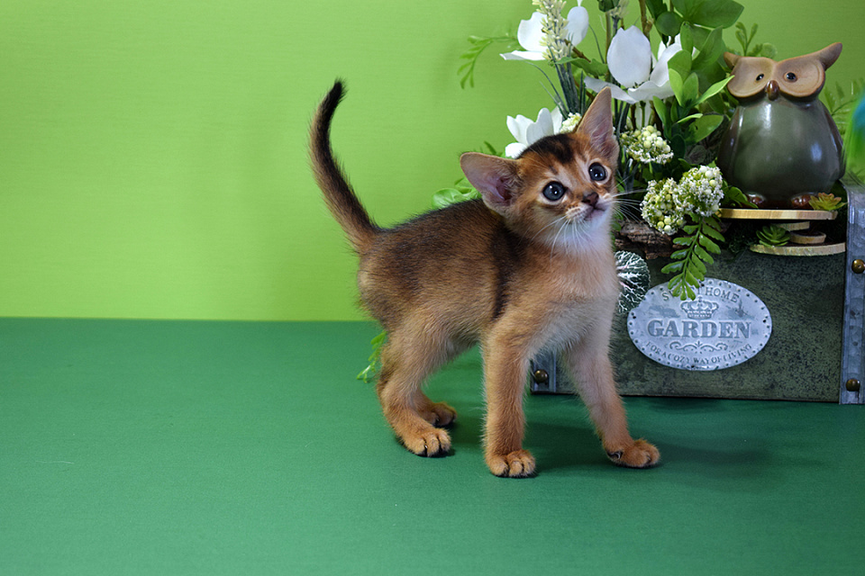 Фотография абиссинсккого кота «Zephyr ABY Dementiy» дикого окраса из питомника «Зефир»