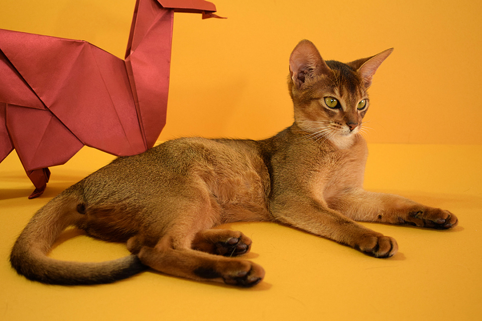 Изображение абиссинсккой кошки «Zephyr ABY Demetra» дикого окраса из питомника «Зефир»