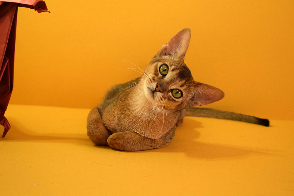 Фотокарточка абиссинсккого кота «Zephyr ABY Martin» дикого окраса из питомника «Зефир»
