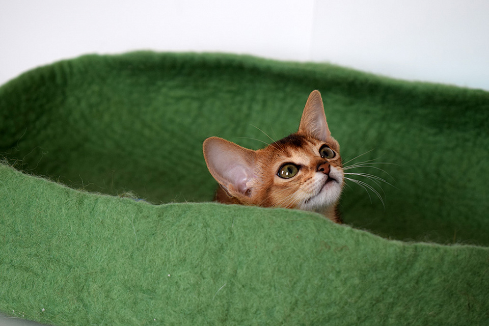 Фотография абиссинсккой кошки «Zephyr aby Brauny» дикого окраса из питомника «Зефир»