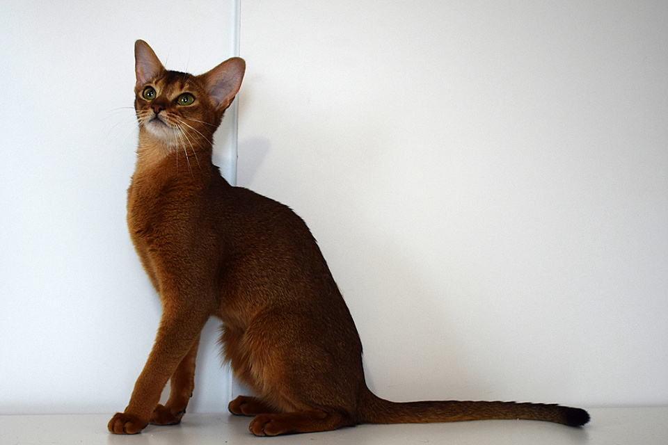 Фото-слайд абиссинсккой кошки «Тайги» дикого окраса из питомника «Зефир»