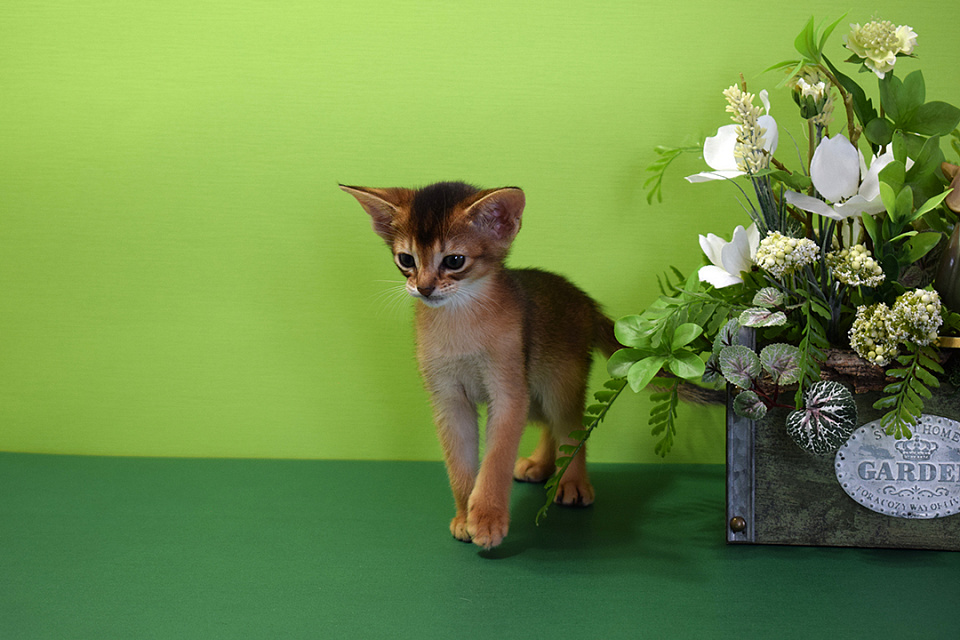 Фотография абиссинсккой кошки «Zephyr ABY Shery» дикого окраса из питомника «Зефир»