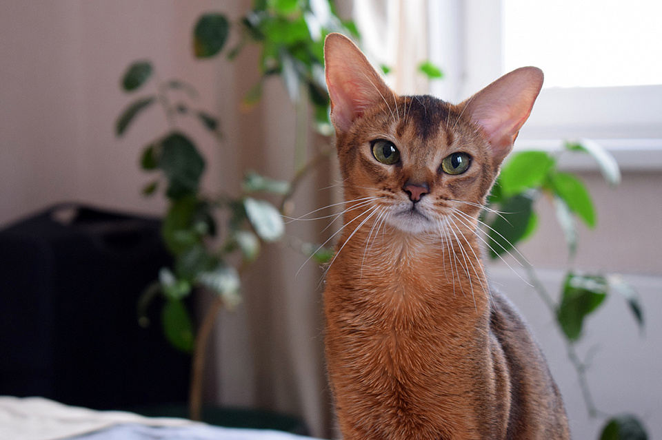Изображение абиссинсккой кошки «Тайги» дикого окраса из питомника «Зефир»