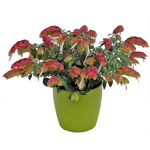 Beleperone guttata, креветочное растение (безопасное растение для кошек)