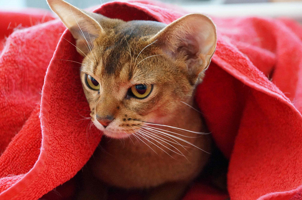 Фотография абиссинсккой кошки «Дарины» дикого окраса из питомника «Зефир»