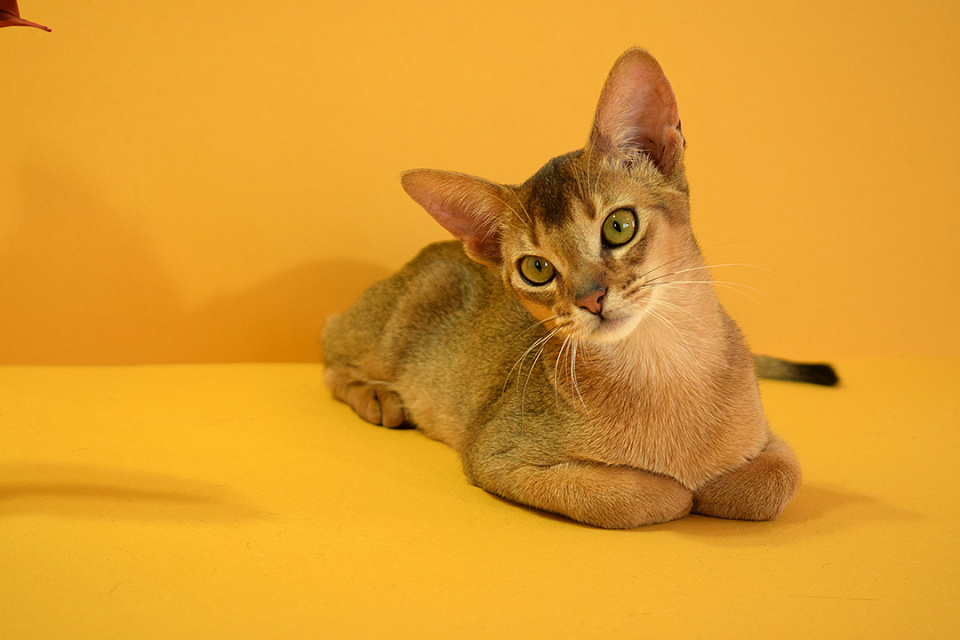 Фото абиссинсккого кота «Zephyr ABY Martin» дикого окраса из питомника «Зефир»