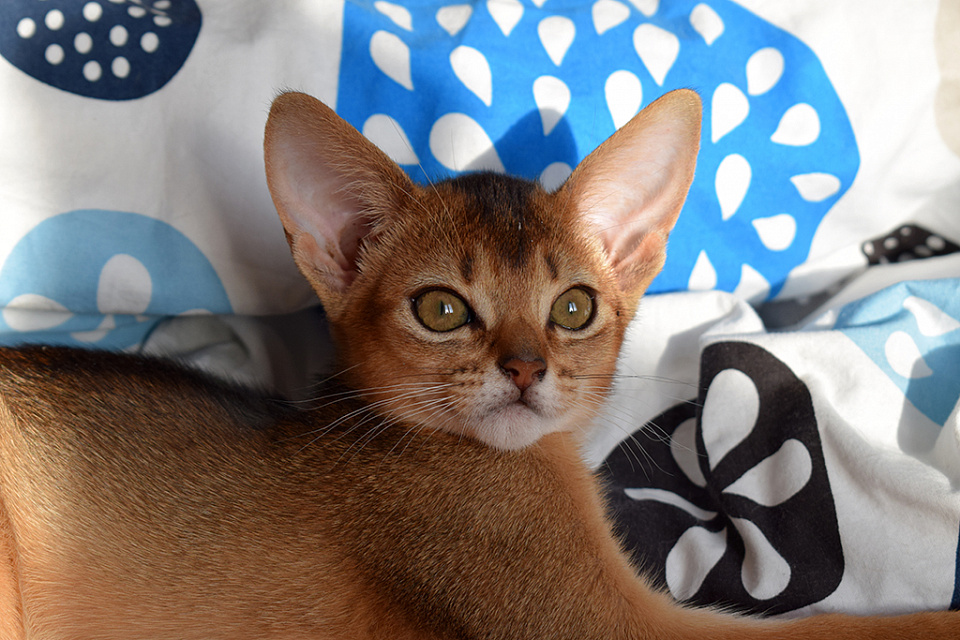 Фото-слайд абиссинсккой кошки «Асоки» дикого окраса из питомника «Зефир»