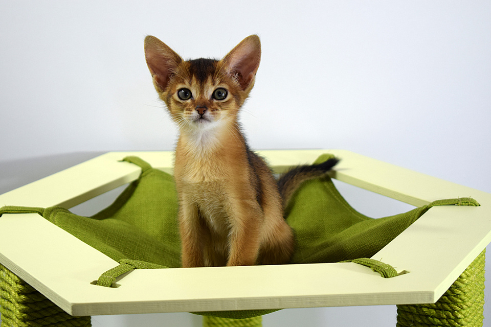 Фотография абиссинсккой кошки «Zephyr ABY Demetra» дикого окраса из питомника «Зефир»