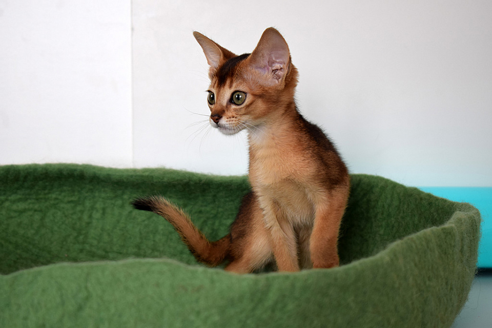 Фотография абиссинсккой кошки «Zephyr aby Brauny» дикого окраса из питомника «Зефир»