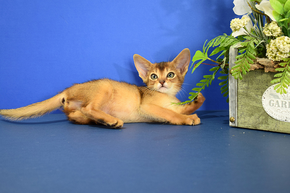 Изображение абиссинсккой кошки «Zephyr ABY Mocha» дикого окраса из питомника «Зефир»