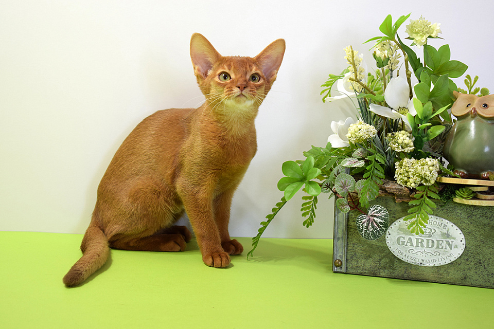 Фотография абиссинсккой кошки «Zephyr ABY Chacha» соррель окраса из питомника «Зефир»