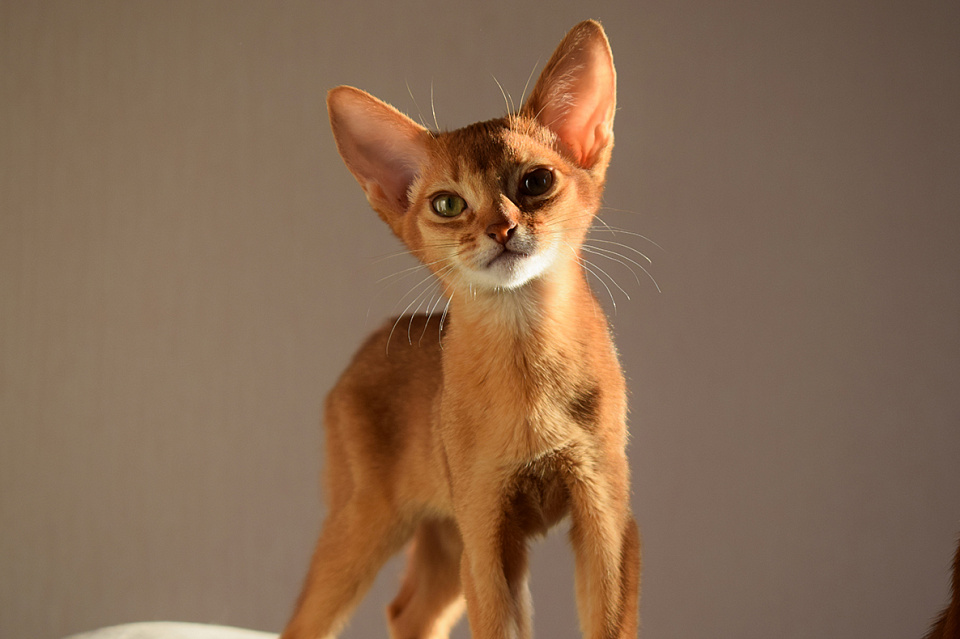 Фотокарточка абиссинсккой кошки «Alisa of Zephyr» соррель окраса из питомника «Зефир»