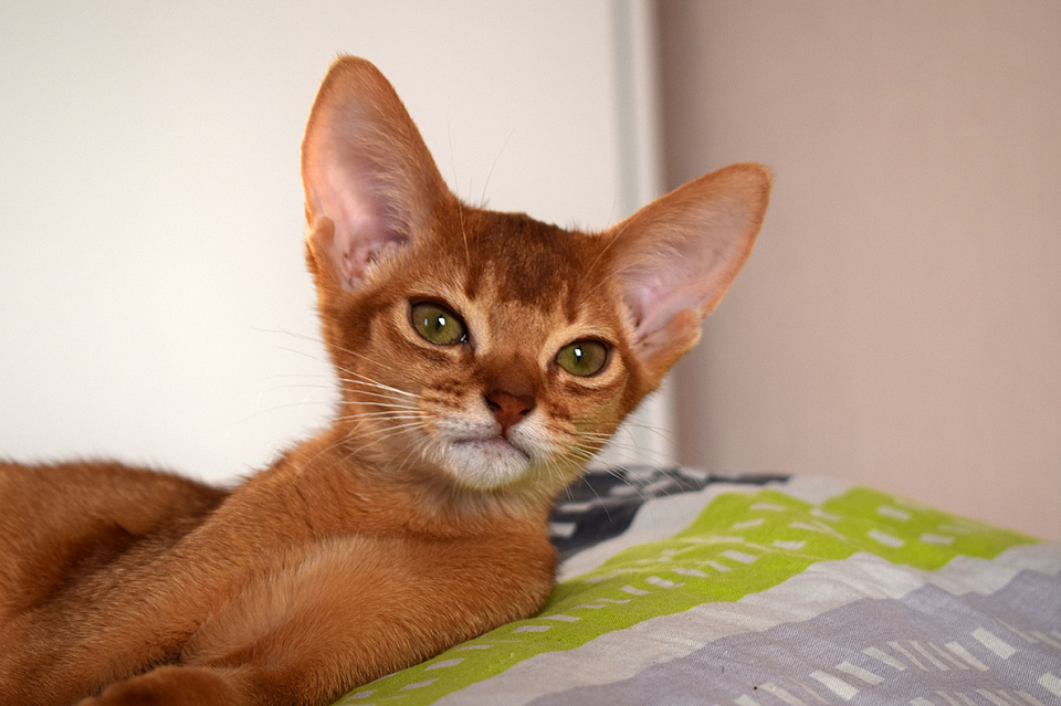 Фотография абиссинсккой кошки «Alisa of Zephyr» соррель окраса из питомника «Зефир»