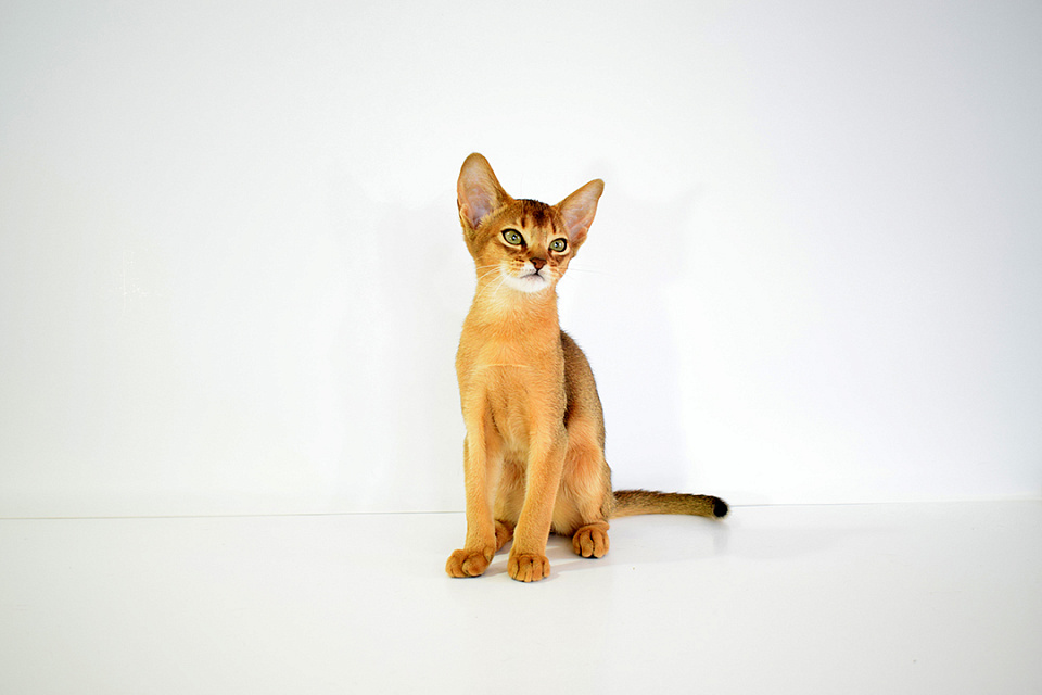 Изображение абиссинсккой кошки «ZEPHYR ABY VISHNYA» дикого окраса из питомника «Зефир»