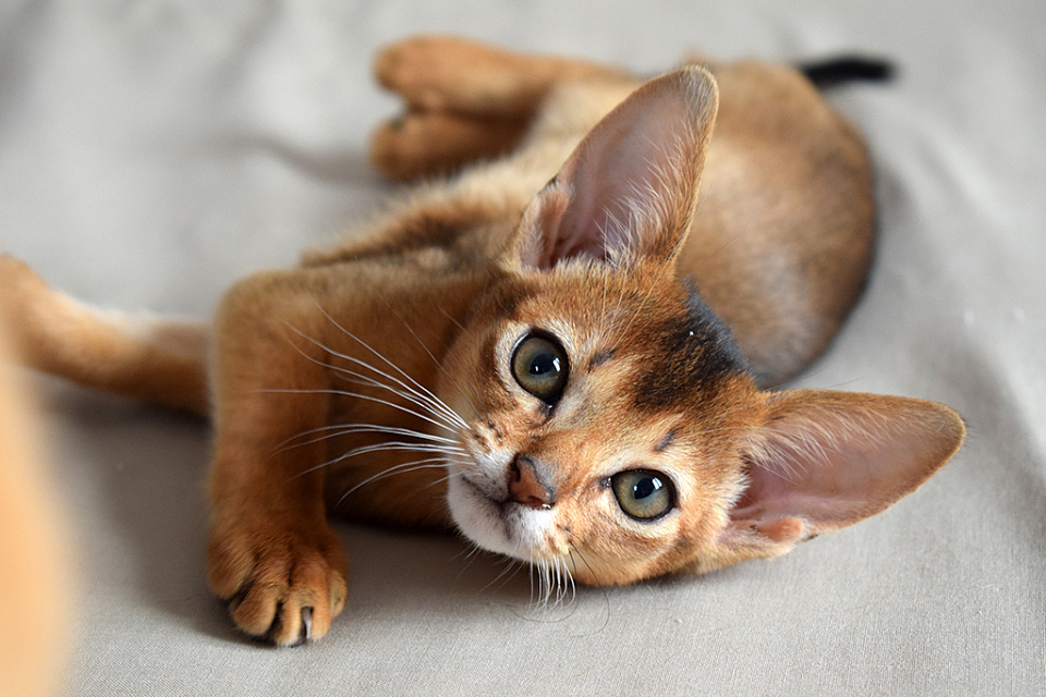 Изображение абиссинсккой кошки «Асоки» дикого окраса из питомника «Зефир»