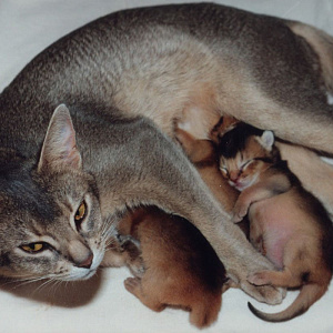 Голубая абиссинская кошка с дикими котятами
