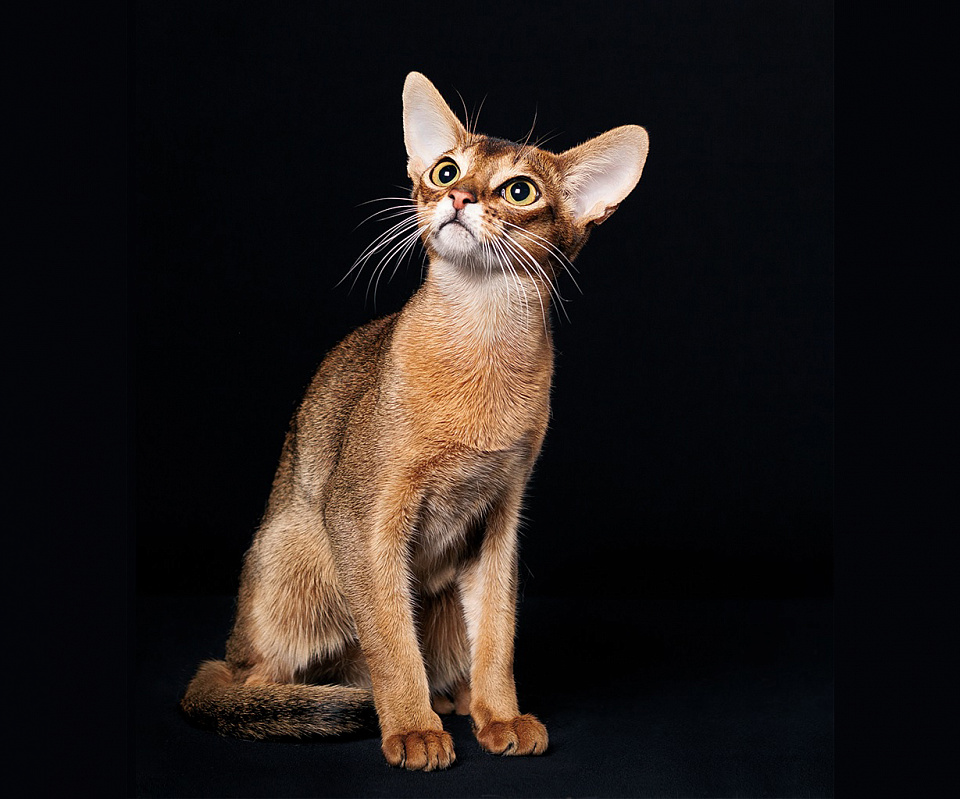Фото абиссинсккого кота «Фуфа» дикого окраса из питомника «Зефир»