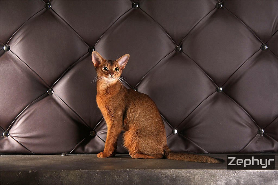 Фото абиссинсккой кошки «Дарины» дикого окраса из питомника «Зефир»