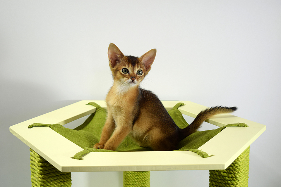 Фотокарточка абиссинсккой кошки «Zephyr ABY Demetra» дикого окраса из питомника «Зефир»