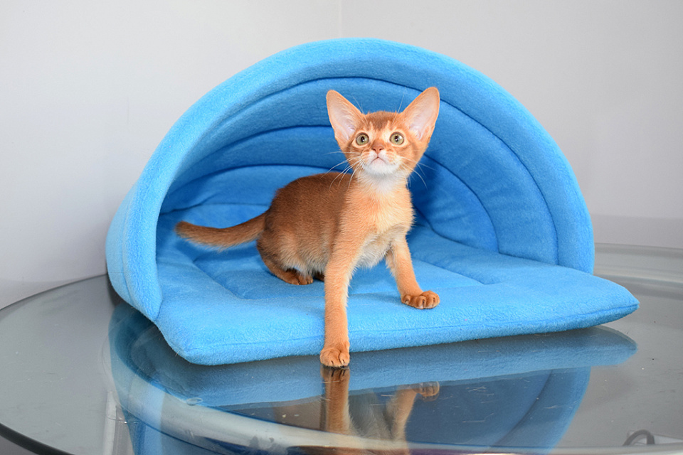 Фото абиссинсккой кошки «Zephyr Aby Nutella» соррель окраса из питомника «Зефир»