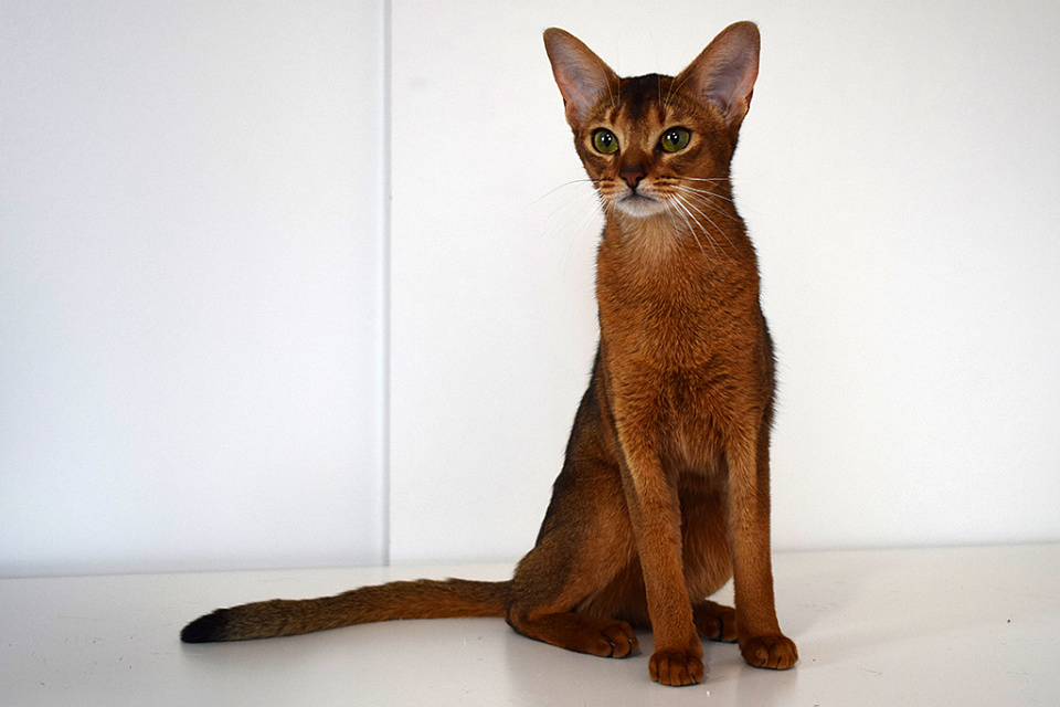Фото абиссинсккой кошки «Тайги» дикого окраса из питомника «Зефир»