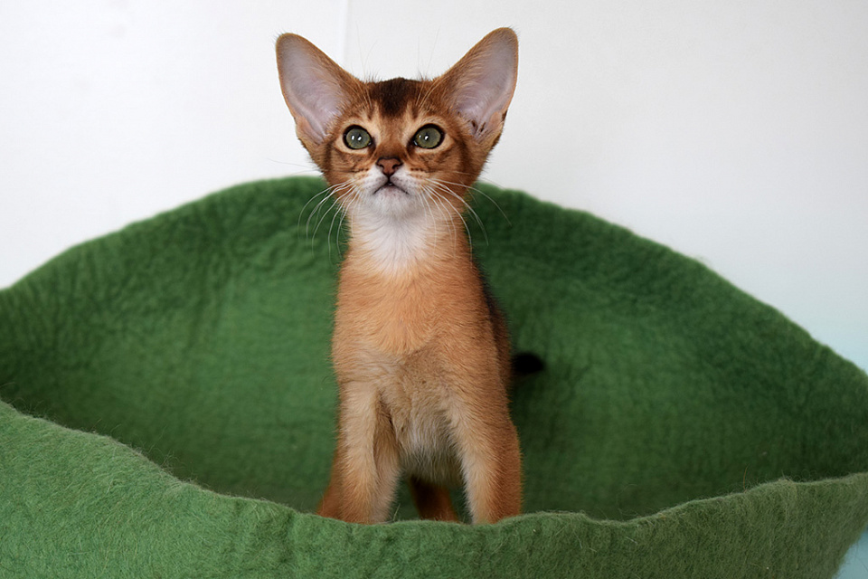 Фотокарточка абиссинсккого кота «Батута» дикого окраса из питомника «Зефир»