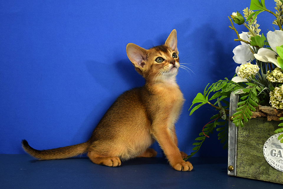 Фотография абиссинсккой кошки «Zephyr ABY Mocha» дикого окраса из питомника «Зефир»